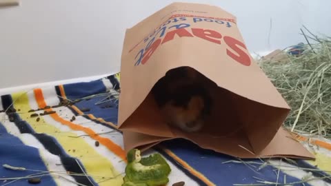 DAVID THE PIG DISCOVERS PAPER BAGS