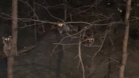 Befriending the Central Park Raccoons