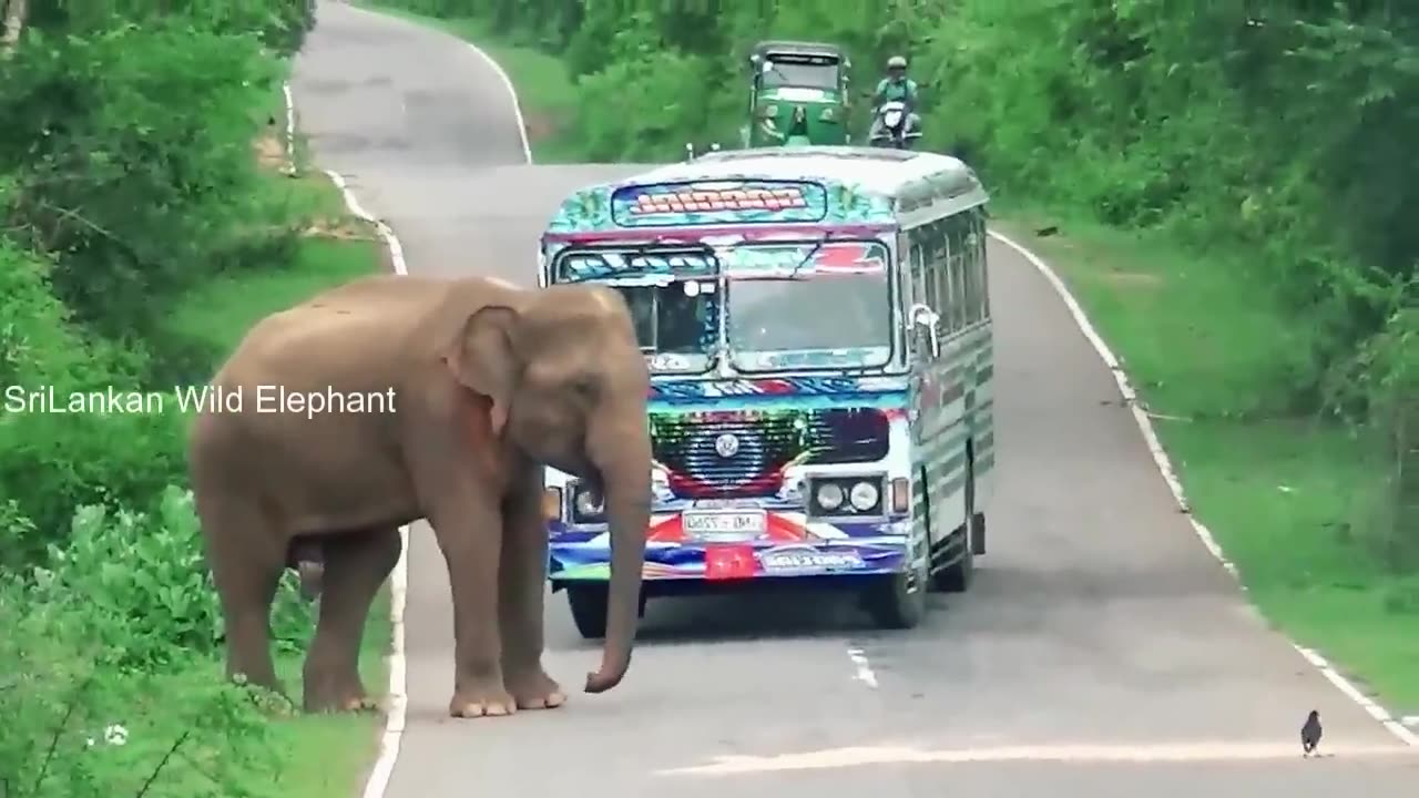 WILD LIFE