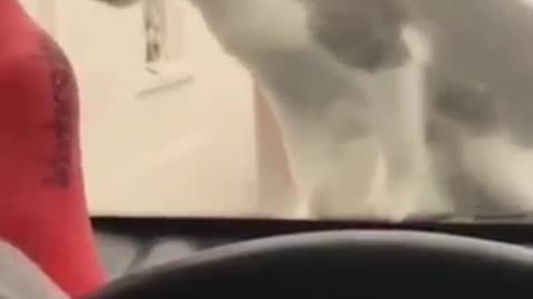 Funny video