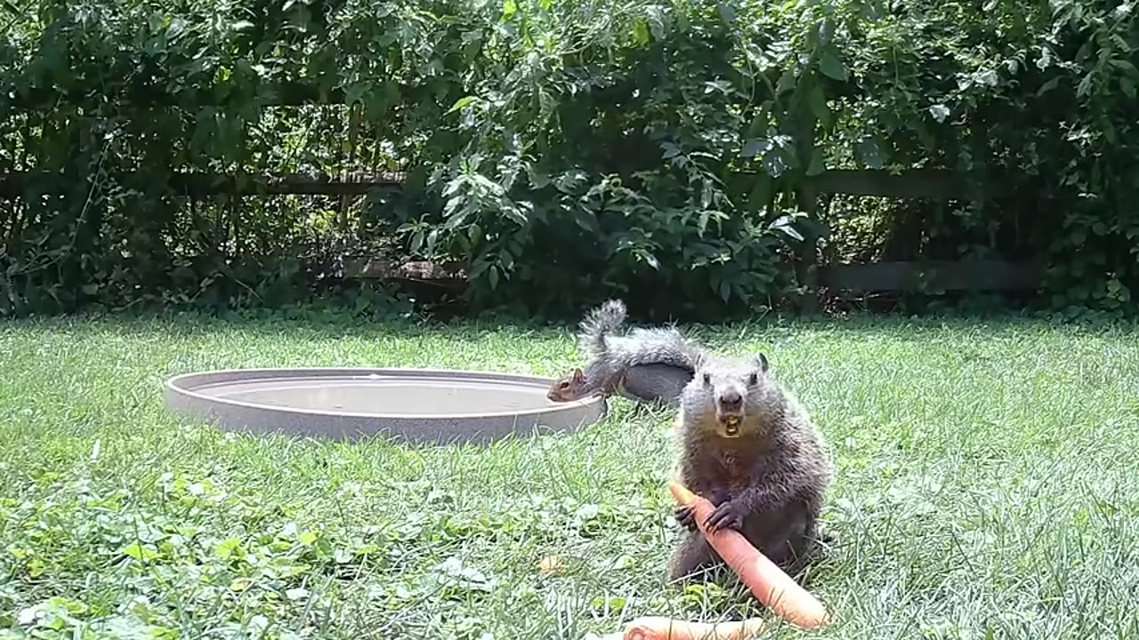 funny pets, squirrel dropkicks groundhog