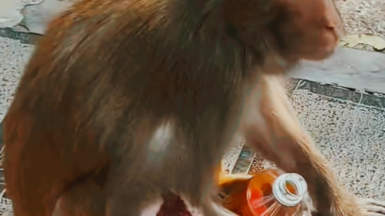 Injured monkey ๐