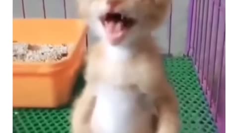 Funny video 🤣🤣🤣🤣
