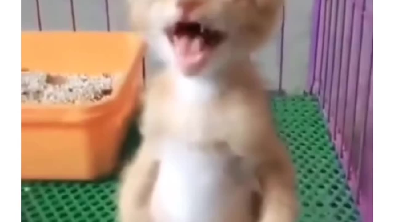 Funny video 🤣🤣🤣🤣