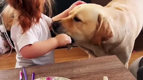 What Happens When You Feed Your DOG ALL Your Food?