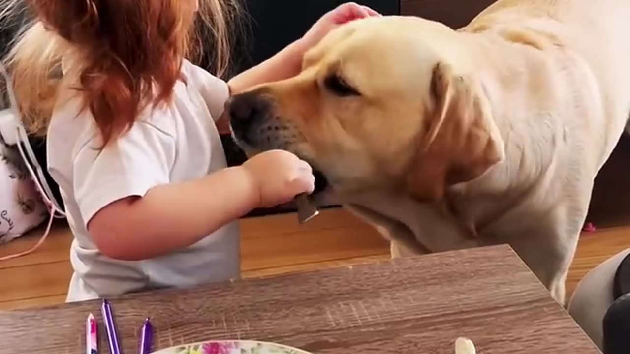 What Happens When You Feed Your DOG ALL Your Food?