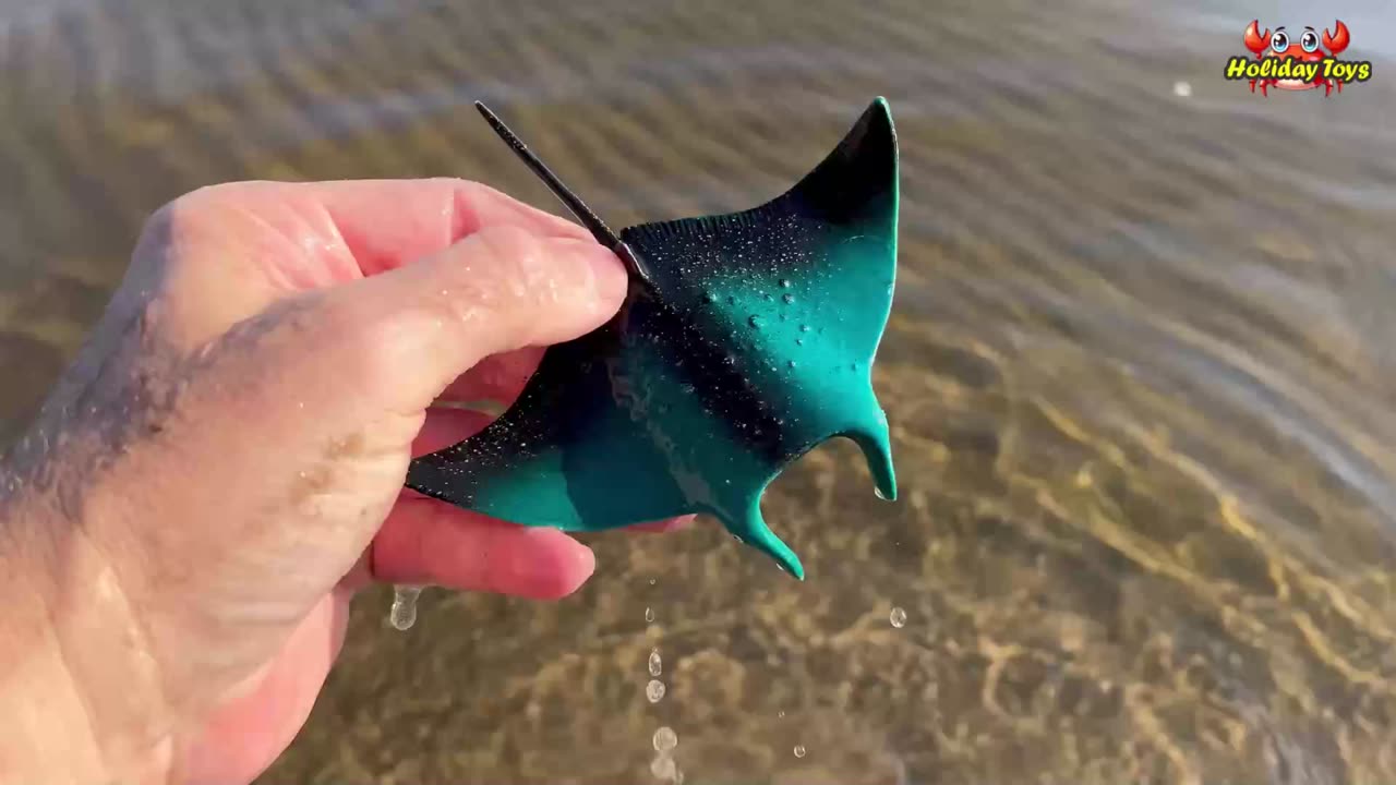 Look for Blue Stingrays Hiding in the Sand Below the River