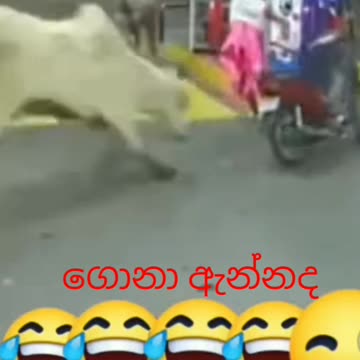 Funniest bull attack women