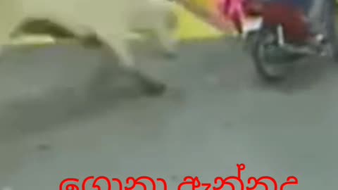 Funniest bull attack women