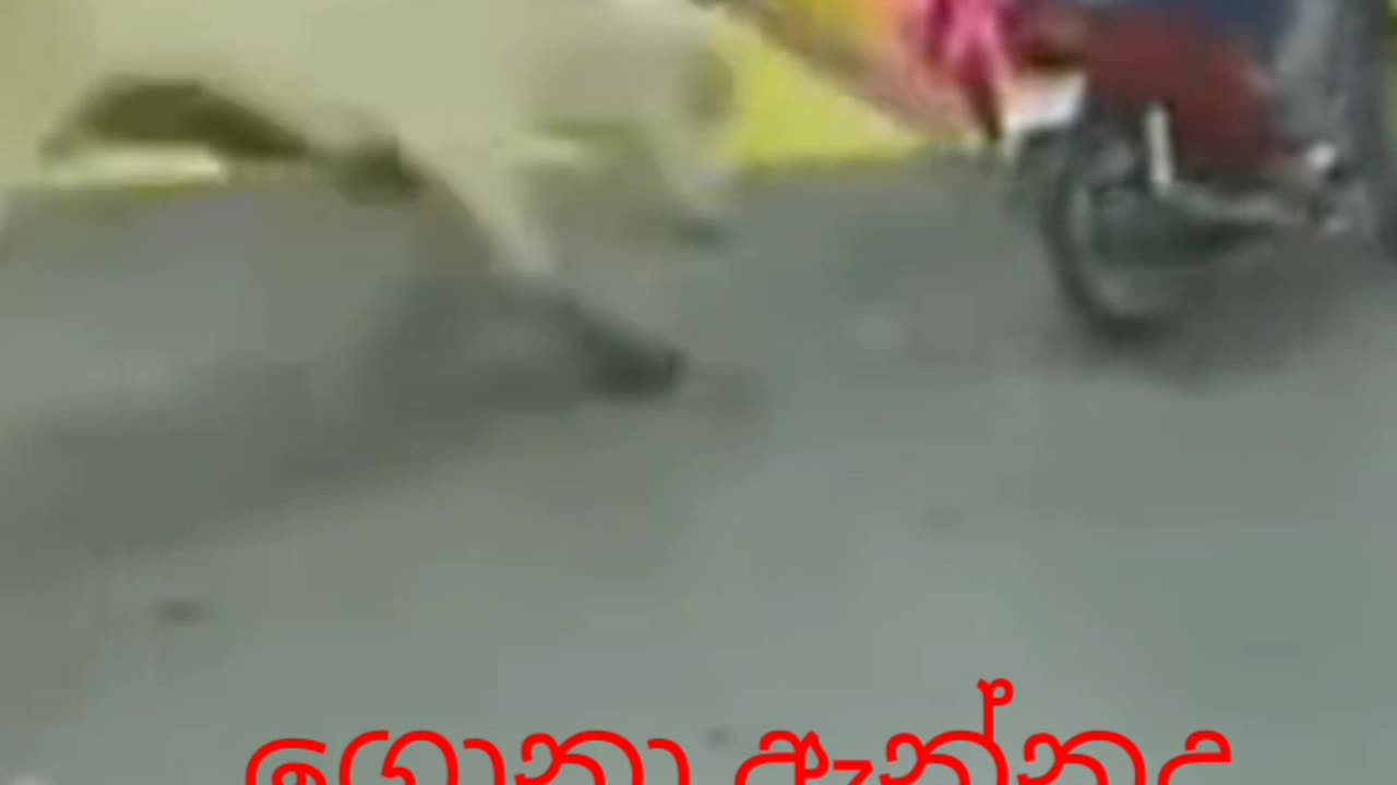 Funniest bull attack women