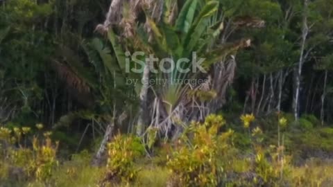 Carnivorous plants, or plants that consume insects