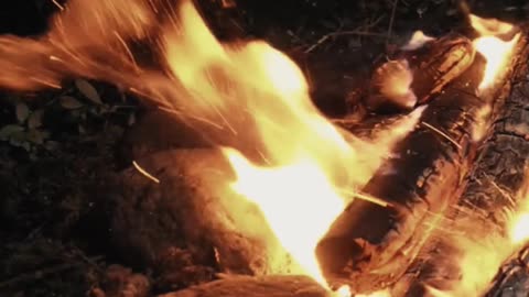 Camping in the Forest - No Shelter (ASMR) #4 #shorts