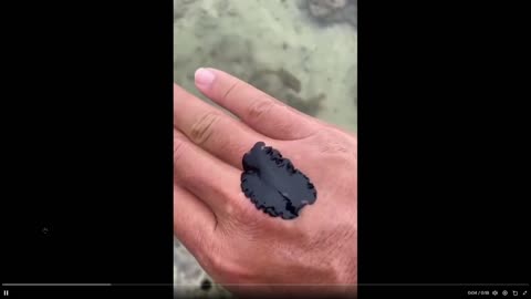 You ever see a marine flatworm? Like out of a sci-fi horror movie, no?