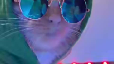 Clob cat🥰