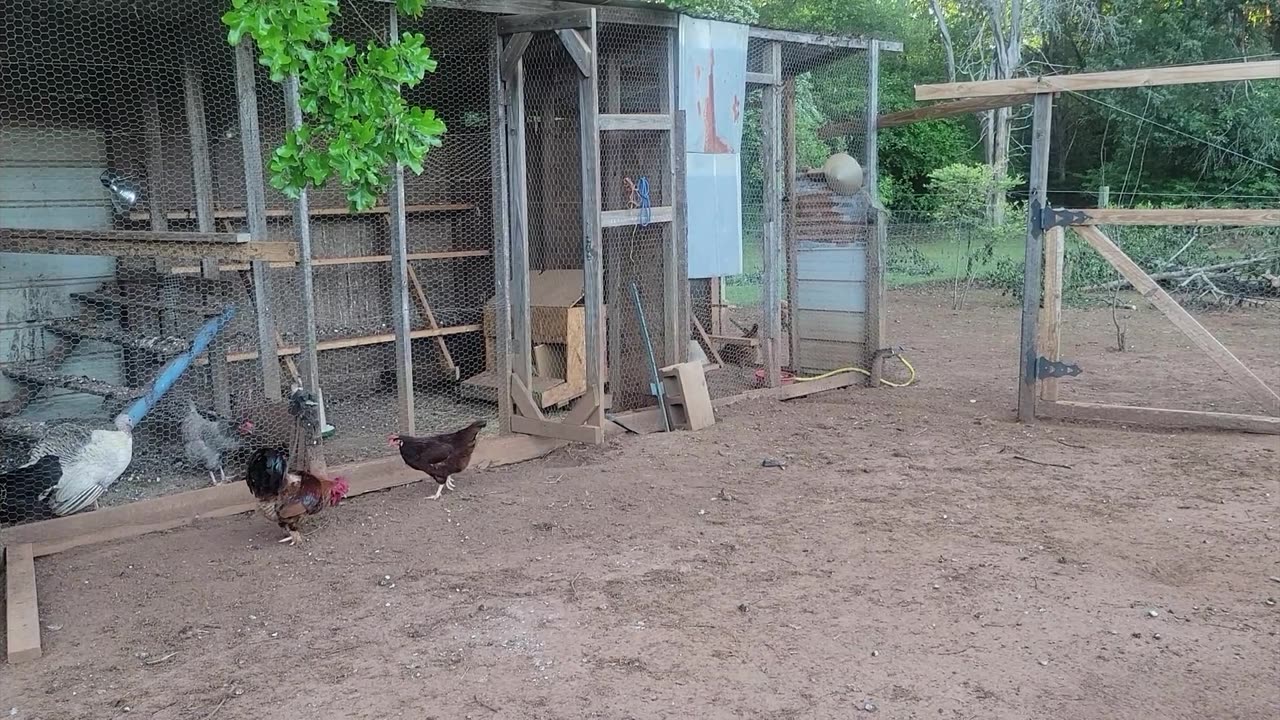 Trying to get her to sit and hatch some babies