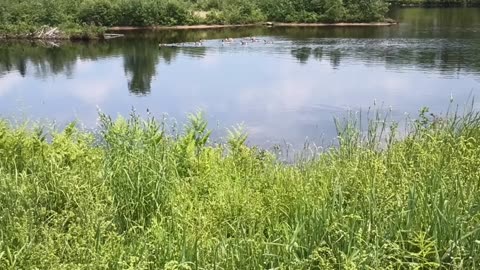 Canada Geese