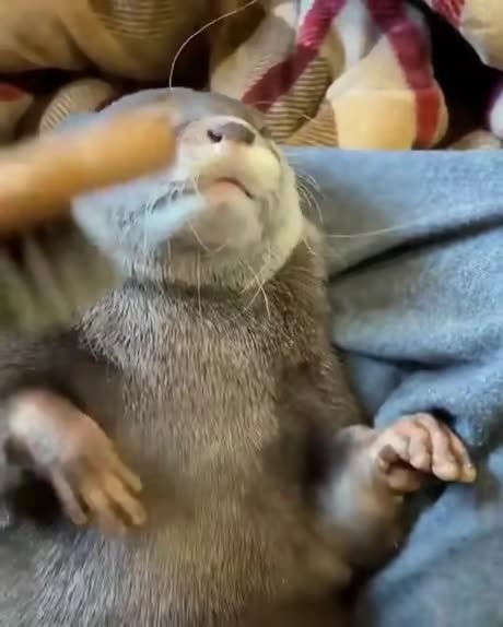 Otter Brushing