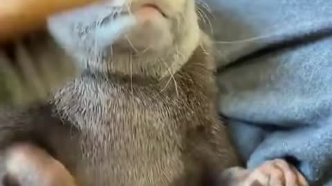 Otter Brushing