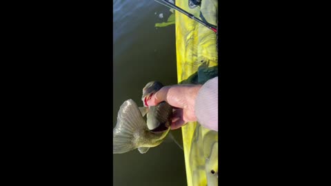 Fly Fishing During a Low