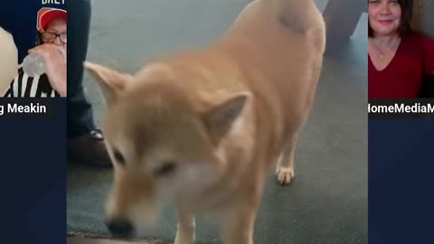 MICHAEL MCCUNE'S PUPPY!
