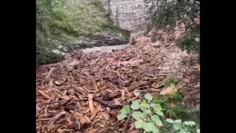These floods in Himachal have exposed the biggest Timber smuggling racket.