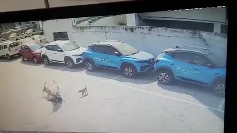 インド、ハイデラバードにて、野犬に襲われる子供