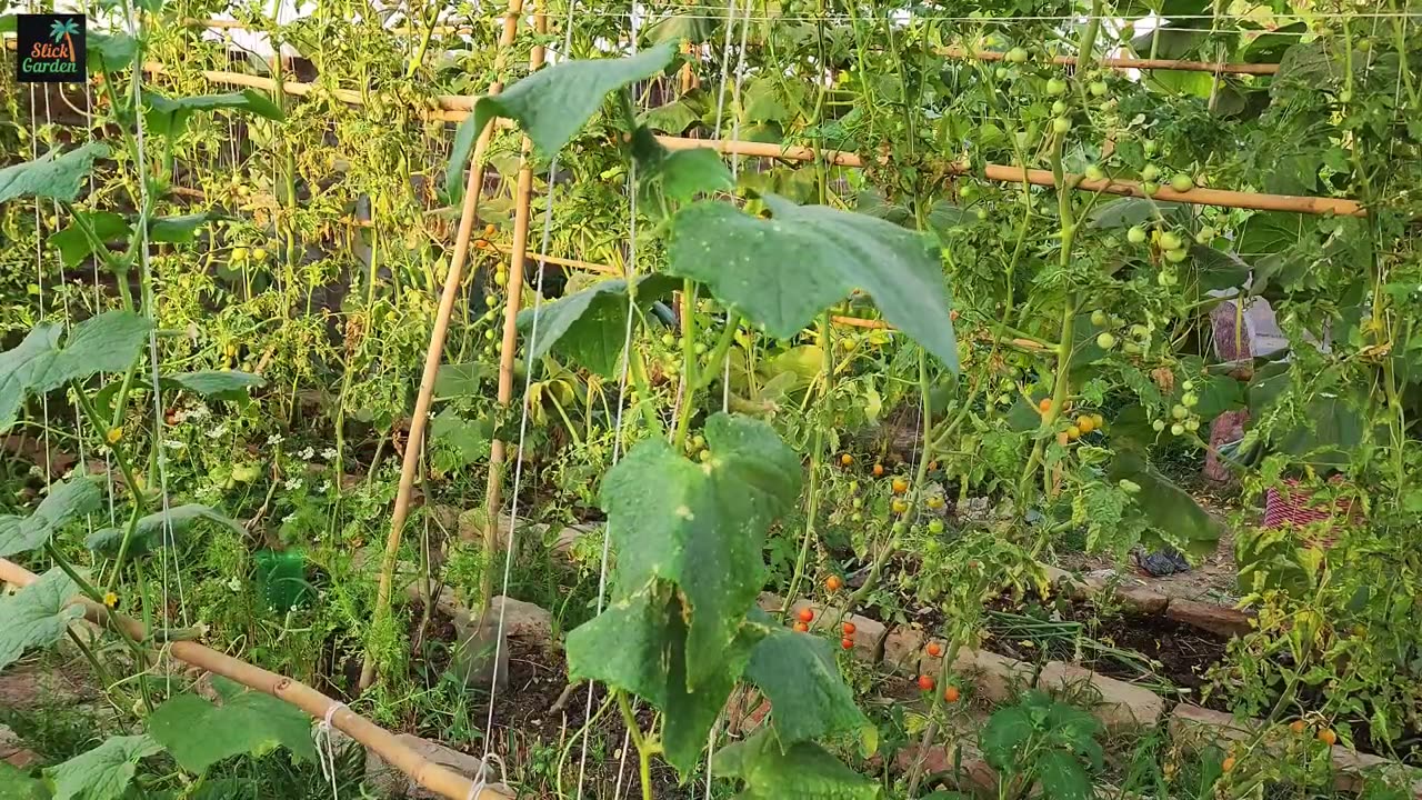 Cucumbers ripen rapidly, after this feeding, while they are in bloom