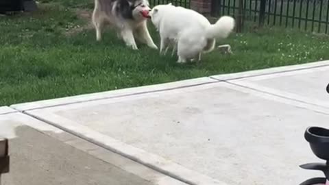 Nice dancing moves guys 🤣👍