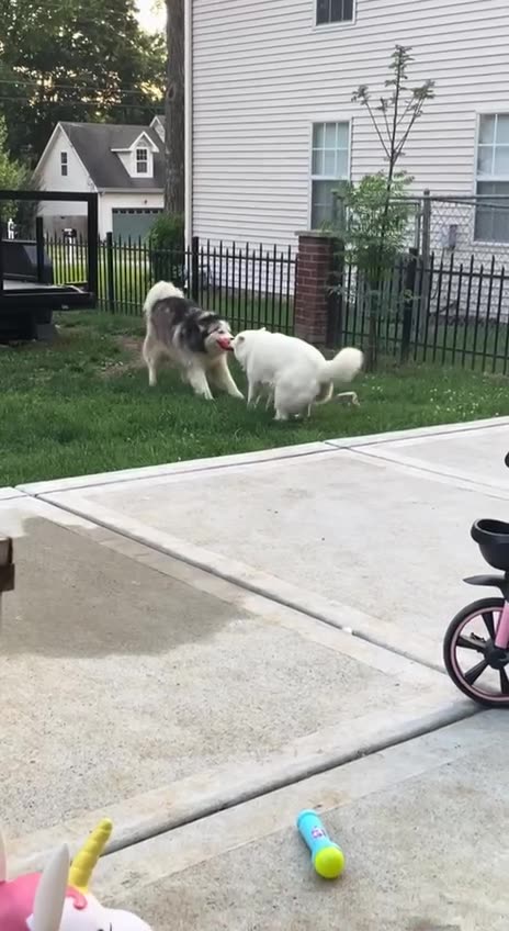 Nice dancing moves guys 🤣👍