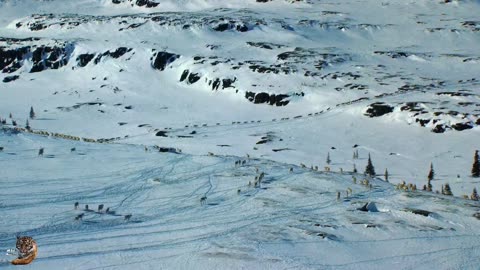 Arctic Caribous