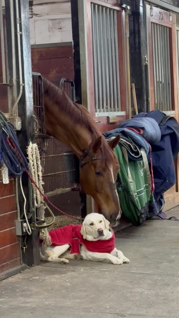 Horse Nuzzles Labrador