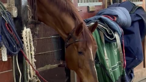 Horse Nuzzles Labrador