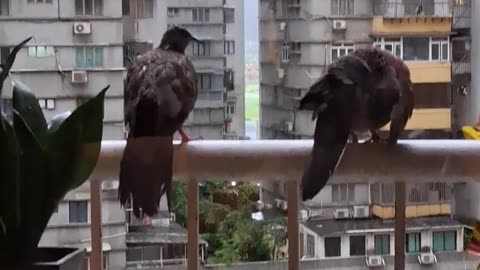 on a Black Rain day they came for shelter