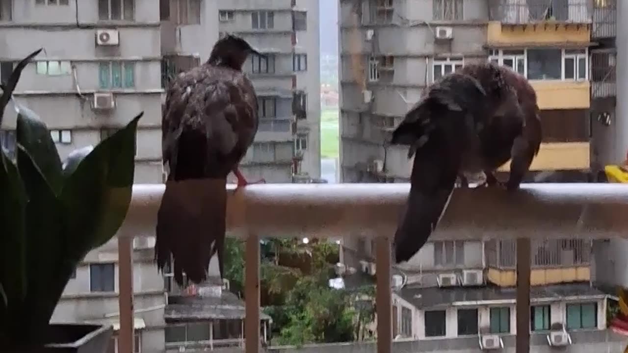 on a Black Rain day they came for shelter