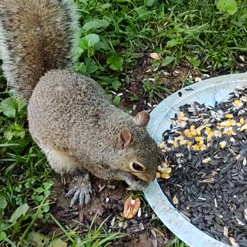 Friending with my backyard squirrel