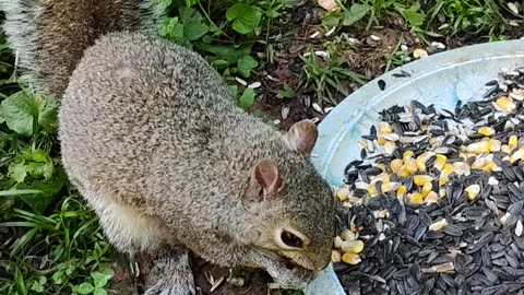 Friending with my backyard squirrel