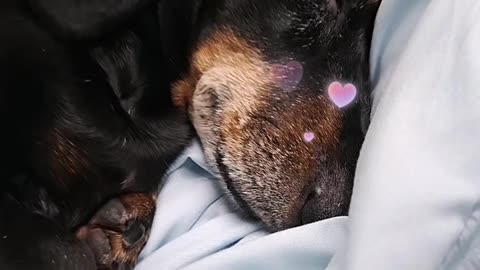 The puppy is like mochi