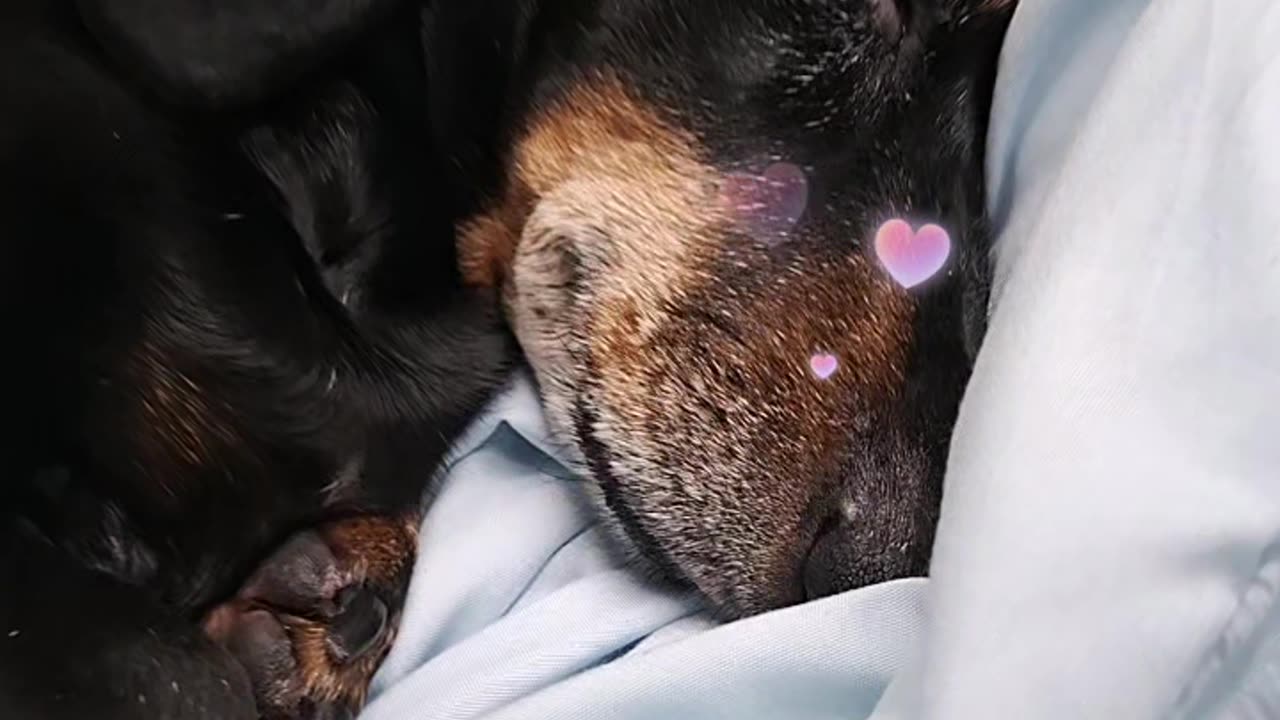 The puppy is like mochi