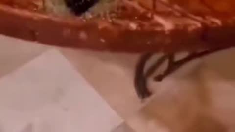 Funny video today