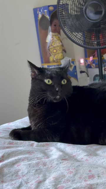 Cute Precious Piper is So Beautiful - My Adopted Shelter Cat Vlog. #shorts