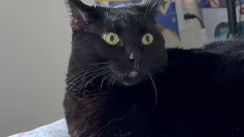 Cute Precious Piper is So Beautiful - My Adopted Shelter Cat Vlog. #shorts