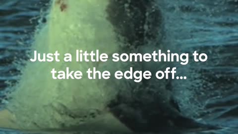 SharkWeek returns July 20 on Discovery shark oceanlife