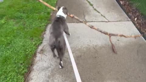 Dog Determined to Bring Huge Stick Home