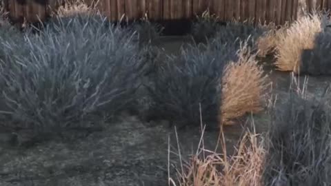 I Became A DayZ Bandit