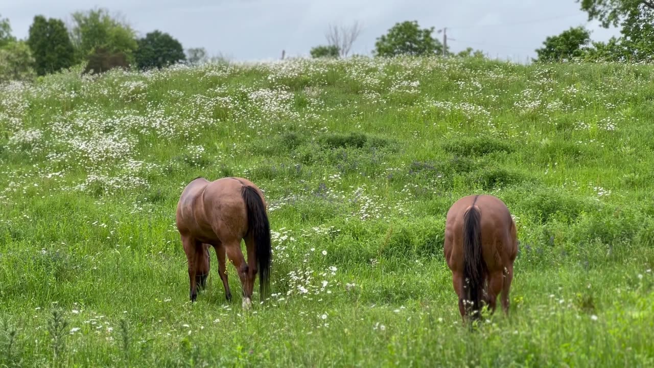 Canadian Cutting Horses in Canada