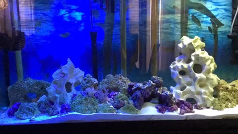 Time-lapse Saltwater Tank