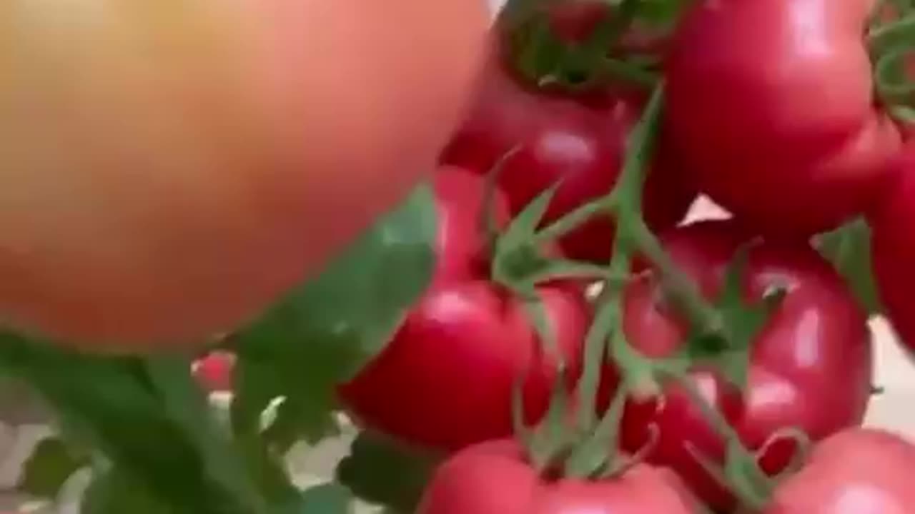 Pruning