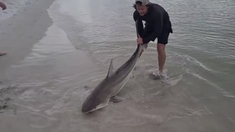 a pesca ho imparato come pescare grossi squali, fishing shark, ma bisogna essere