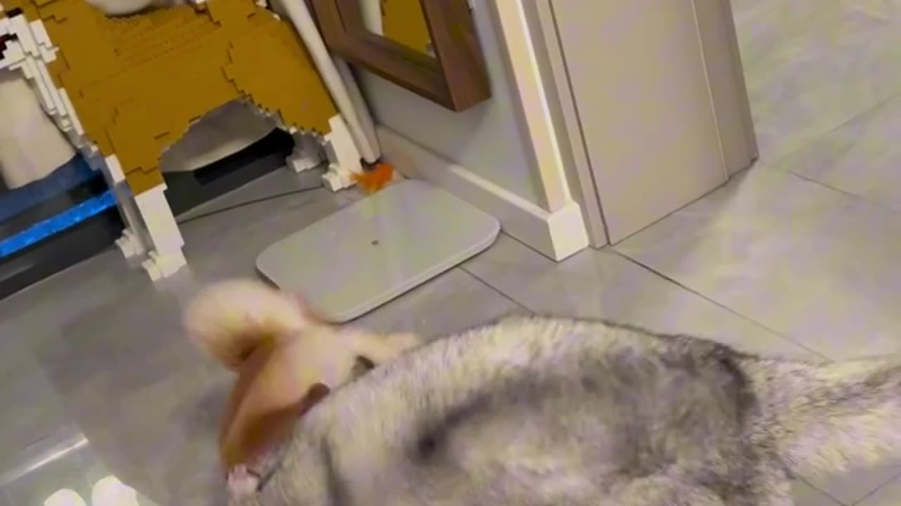Cat and dog