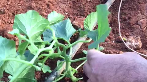 Wrapping the melon plant with twine and pruning.